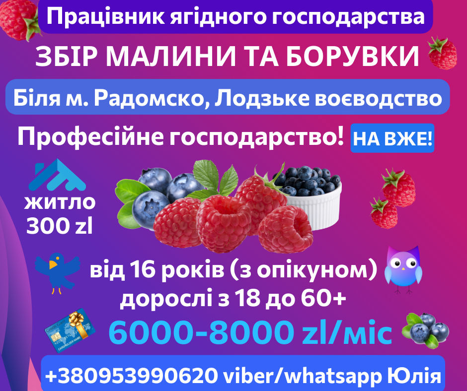 Збір осінньої малини