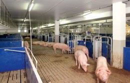 Ферма свиней запрошує