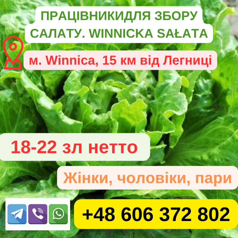 Працівник на збір салату (сезонна робота)