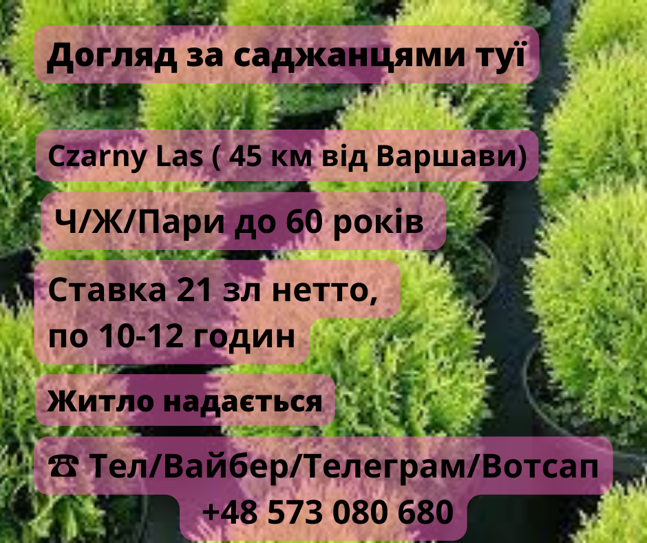 Висадка саджанців